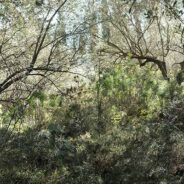 Evi Karagiannidi, Halcyon Days morning walks