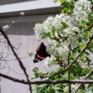 Ψυχάρες – ψυχούλες – ψυχές, αναψυχές, αποψύξεις, καταψύξεις…